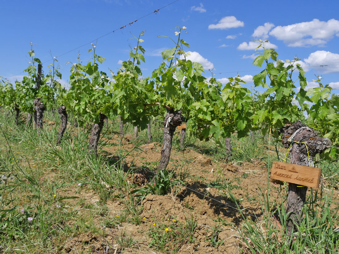 Виноградник на урожай